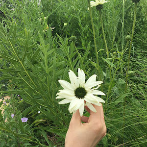 Meet your Posher, Khanh